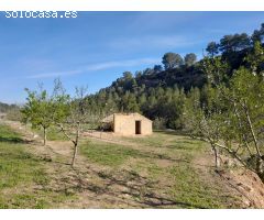 OPORTUNIDAD ESPLENDIDA FINCA DE REGADIO EN VENTA EN GINESTAR ( RIBERA D´EBRE