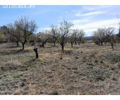 OPORTUNIDAD FINCA DE REGADIO EN BATEA CON CASETA A RESTAURAR