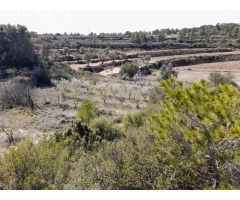 OPORTUNIDAD FINCA DE REGADIO EN BATEA CON CASETA A RESTAURAR