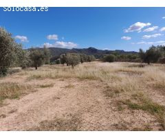 OCASION FINCA RUSTICA `LANTADA DE OLIVOS EN LA TORRE DE L´ESPANYOL