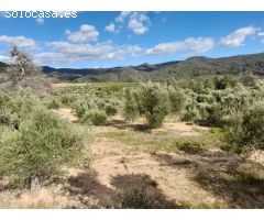 OCASION FINCA RUSTICA `LANTADA DE OLIVOS EN LA TORRE DE L´ESPANYOL