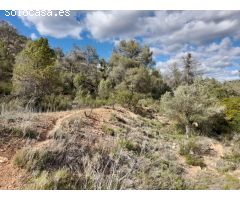 OCASION FINCA RUSTICA `LANTADA DE OLIVOS EN LA TORRE DE L´ESPANYOL