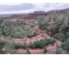 OPORTUNIDAD FINCA RUSTICA DE ,2 HAS. EN VINEBRE