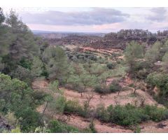 OPORTUNIDAD FINCA RUSTICA DE ,2 HAS. EN VINEBRE