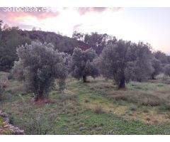 OPORTUNIDAD FINCA RUSTICA DE ,2 HAS. EN VINEBRE