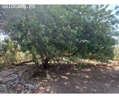 OPORTUNIDAD FINCA RUSTICA EN RASQUERA
