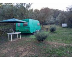 OPORTUNIDAD FINCA DE REGADIO PLANTADA DE OLIVOS ARBEQUINOS EN ASCO