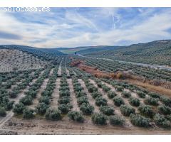 FINCA DE OLIVOS  Y ALMENDROS EN VEGAS DEL GENIL