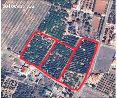 SE VENDE PARCELA DE 16 HANEGADAS EN MARXUQUERA EN PLENA PRODUCCION
