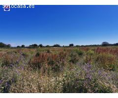 Venta Parcela rustica en Marcilla
