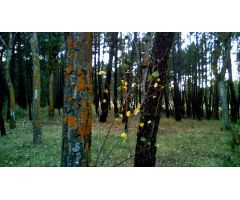 Campamento para reformar en camping o glamping