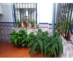 Propiedad con dos apartamentos independientes en pleno centro de Alhaurin el Grande.