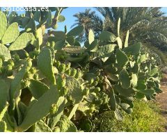 Finca rural dentro de ciudad con casa de campo
