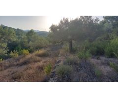Finca Rústica en el Perello con muchas posibilidades