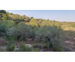 Finca Rústica en el Perello con muchas posibilidades