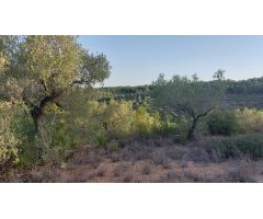 Finca Rústica en el Perello con muchas posibilidades