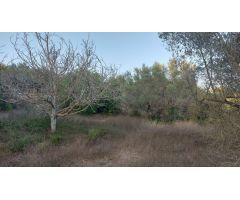 Finca Rústica en el Perello con muchas posibilidades