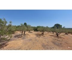 Oportunidad Única en LAmpolla: Vistas Espectaculares al Mar, Montaña y Delta del Ebro