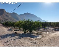 FINCA RUSTICA EN ORIHUELA