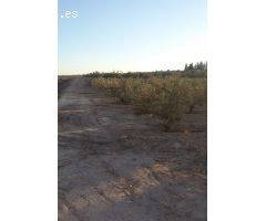 Finca en Venta en Las Torres de Cotillas, Murcia