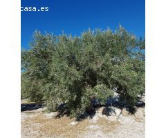 Parcela en Venta en Abanillas, Murcia