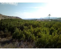 SE VENDE PARCELA EN MOLINA DE SEGURA