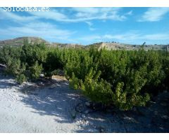 SE VENDE PARCELA EN MOLINA DE SEGURA