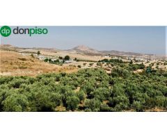 Venta de parcela rústica de olivos en Otura (Granada)