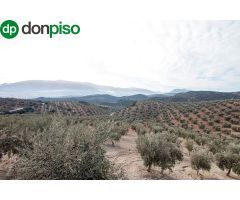 Magnifica finca 46 Hectáreas de la cual plantada de olivos, aproximadamente 43.