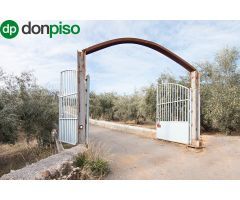 Magnifica finca 46 Hectáreas de la cual plantada de olivos, aproximadamente 43.