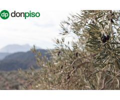 Magnifica finca 46 Hectáreas de la cual plantada de olivos, aproximadamente 43.