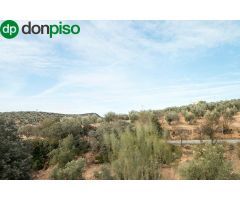 Magnifica finca 46 Hectáreas de la cual plantada de olivos, aproximadamente 43.