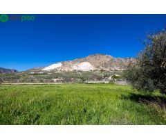 Terreno Rustico con Olivos Centenarios