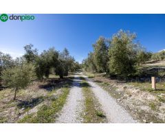 Terreno Rustico con Olivos Centenarios