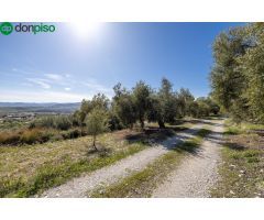 Terreno Rustico con Olivos Centenarios