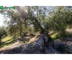 Terreno Rustico con Olivos Centenarios