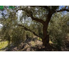 Terreno Rustico con Olivos Centenarios