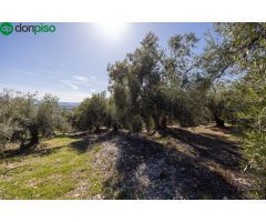 Terreno Rustico con Olivos Centenarios