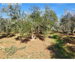 EN VENTA PRECIOSA FINCA CON OLIVOS Y FRUTALES!!