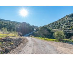 GRAN OPORTUNIDAD FINCA DE OLIVOS EN ALCAUDETE