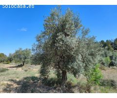 Finca rustica en Venta en La Fresneda, Teruel