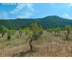 Finca rustica en Venta en Arenys de Lledó    Arens de Lledó, Teruel