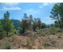 Finca rustica en Venta en Arenys de Lledó    Arens de Lledó, Teruel