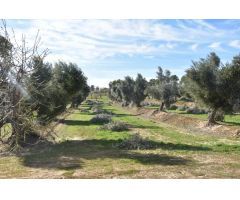Finca rustica en Venta en Mazaleón, Teruel