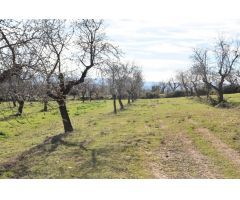 Finca rustica en Venta en Mazaleón, Teruel