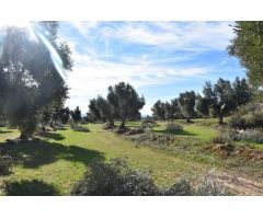 Finca rustica en Venta en Mazaleón, Teruel