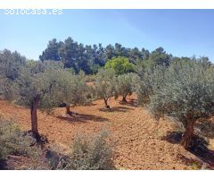 Finca rustica en Venta en Cretas, Teruel