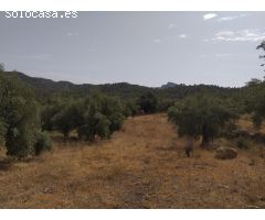 Casita rodeada de olivos