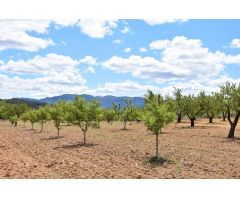 Finca rustica en Venta en Arenys de Lledó    Arens de Lledó, Teruel