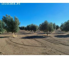 Finca rustica en Venta en Cretas, Teruel